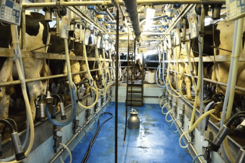 Milking Machines Transformed Dairy Farms