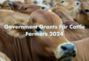 Government Grants For Cattle Industry 2024
