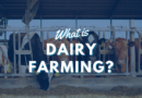 What is Dairy Farming?