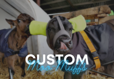 Did you know farmers use custom ear muffs to protect calves from the cold?
