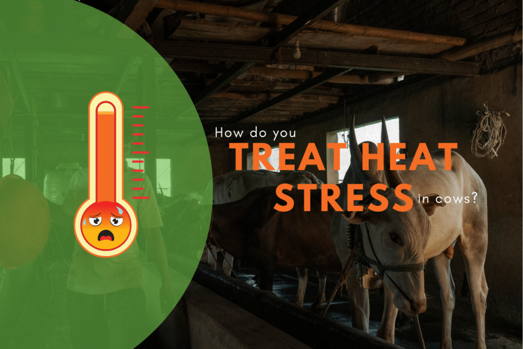 treat heat stress in cows