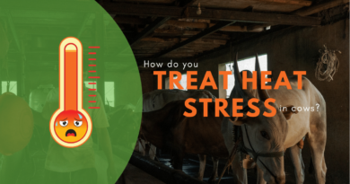 treat heat stress in cows