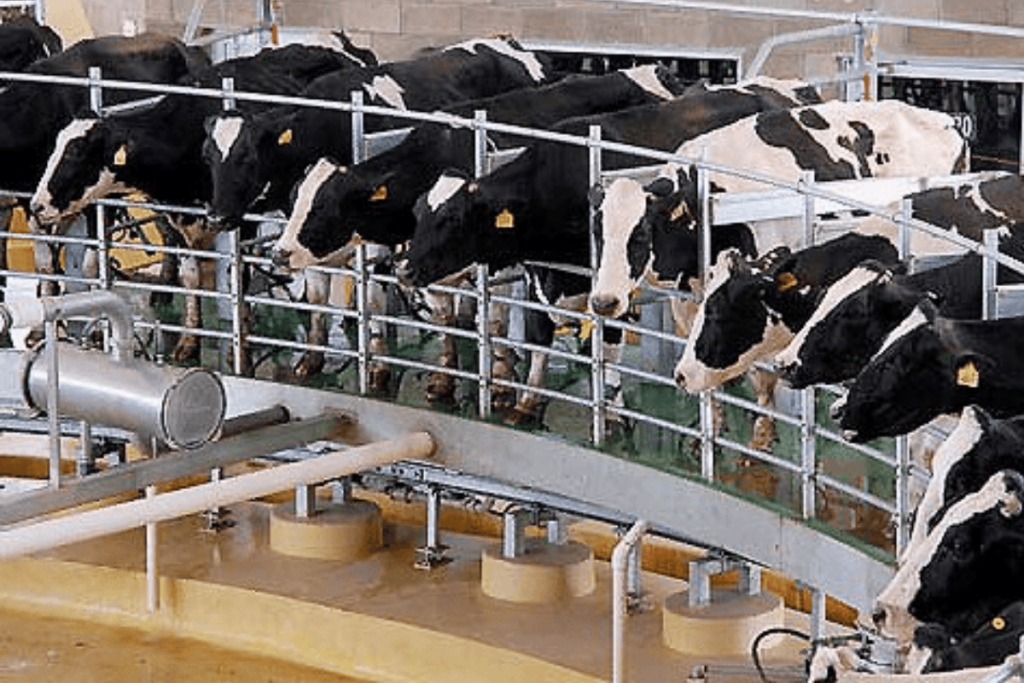 milking machine and automatic milking parlour