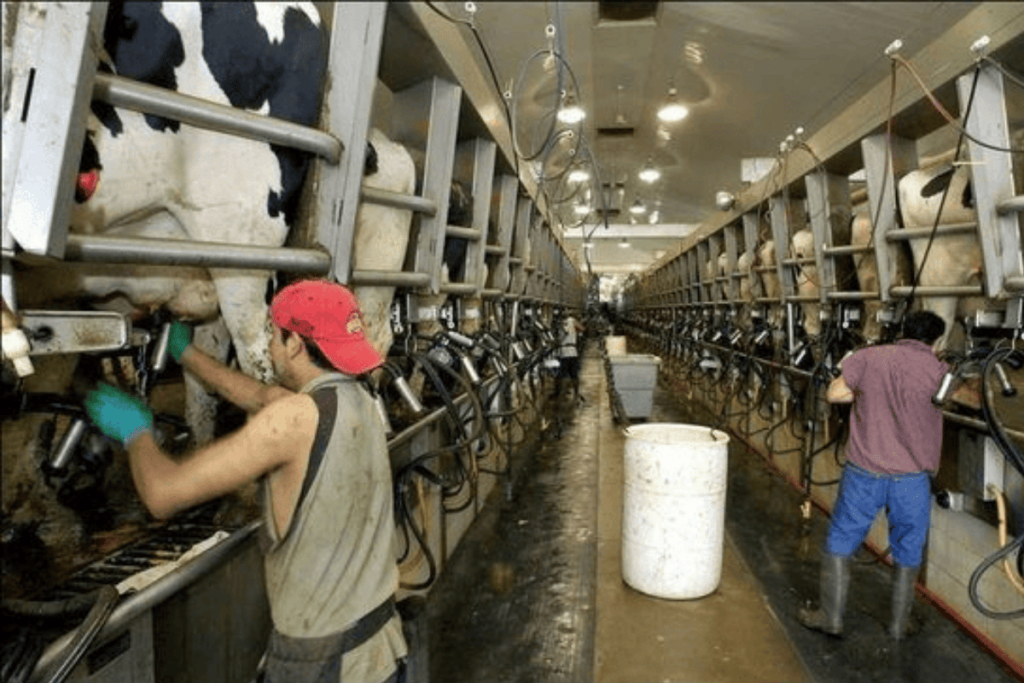 milking machine and automatic milking parlour