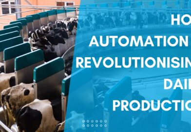 How Automation is Revolutionising Dairy Production 