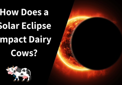  How Does a Solar Eclipse Impact Dairy Cows?   
