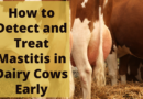 How to Detect and Treat Mastitis in Dairy Cows Early