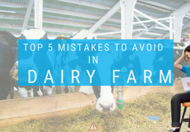 Top 5 Mistakes to Avoid in Dairy Farming