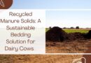 Recycled Manure Solids : A Sustainable Bedding Solution for Dairy Cows