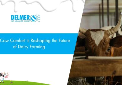 Why Cow Comfort Is Reshaping the Future of Dairy Farming  